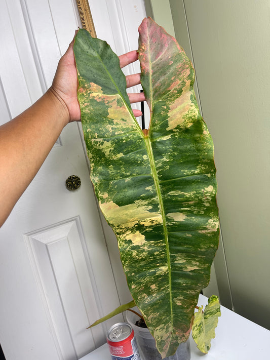 Philodendron Var Billitiae