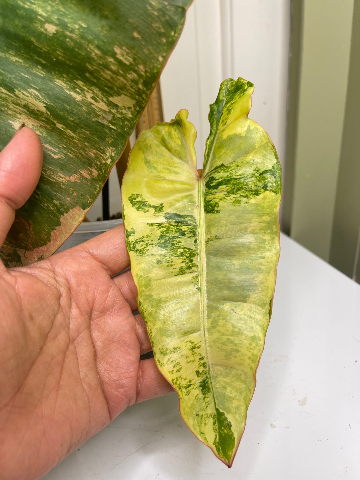 Philodendron Var Billitiae