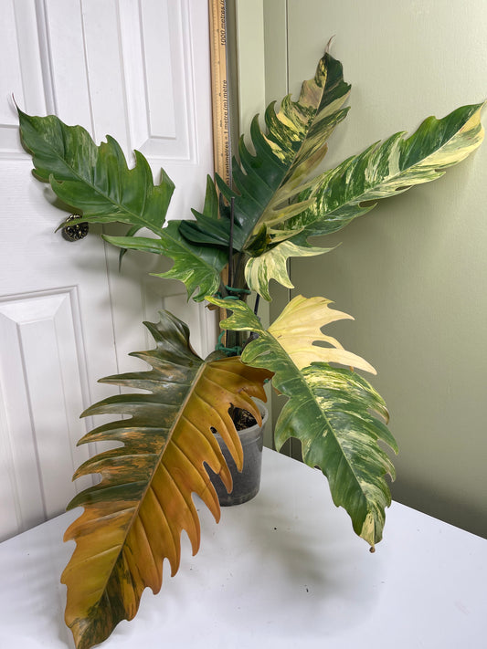 Philodendron Caramel Marble