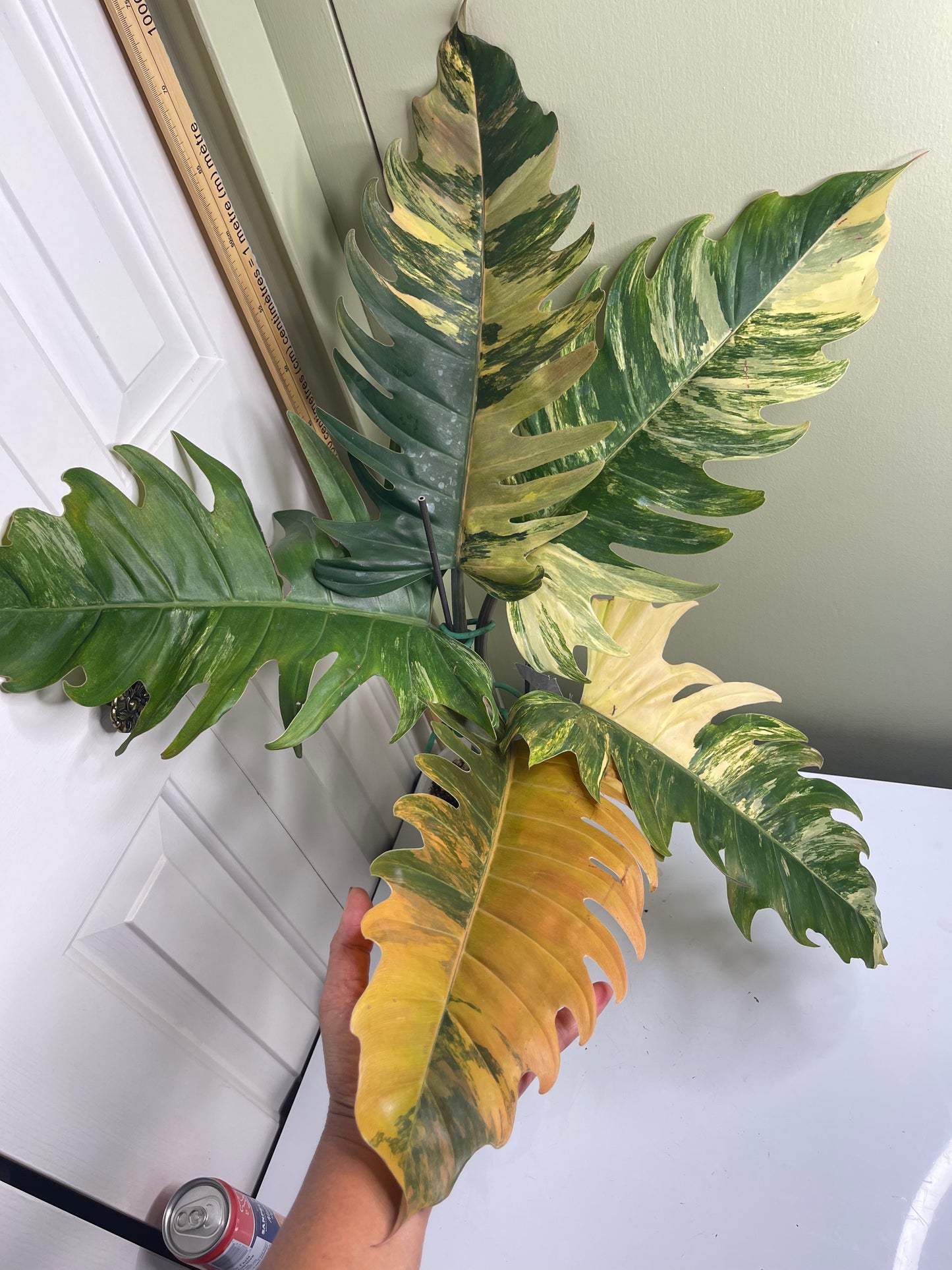 Philodendron Caramel Marble