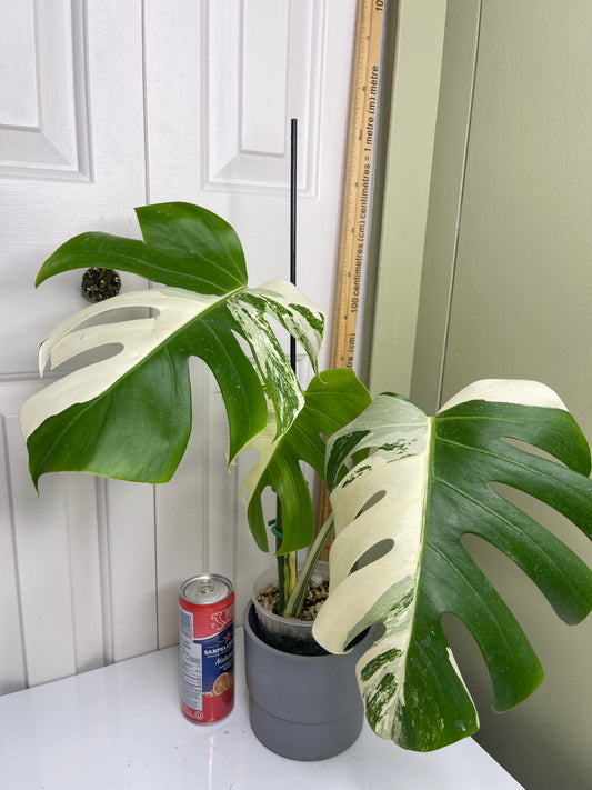 Monstera Albo