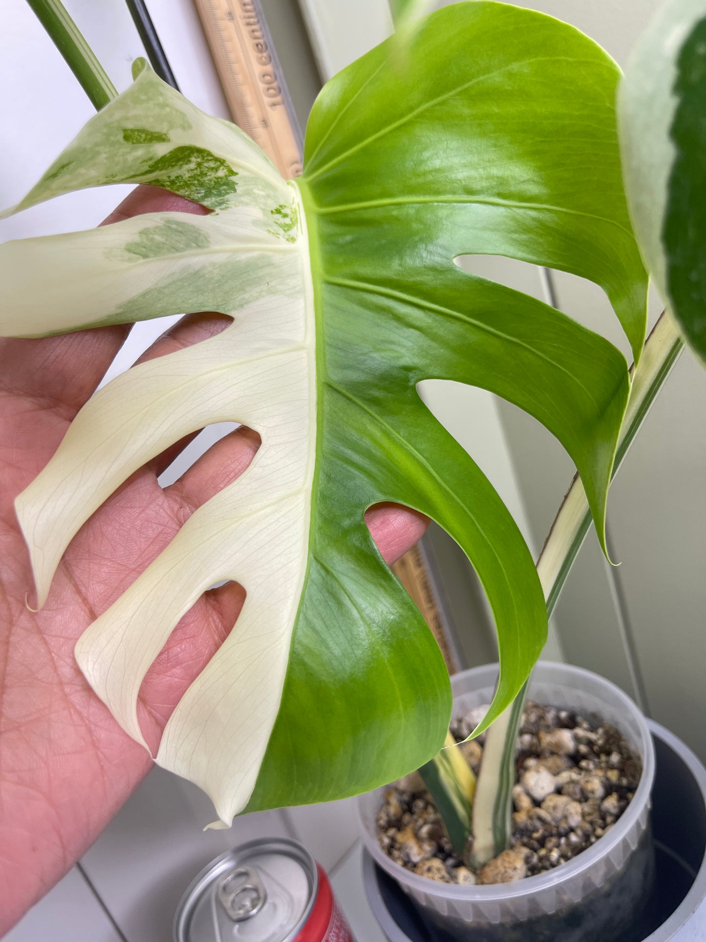 Monstera Albo