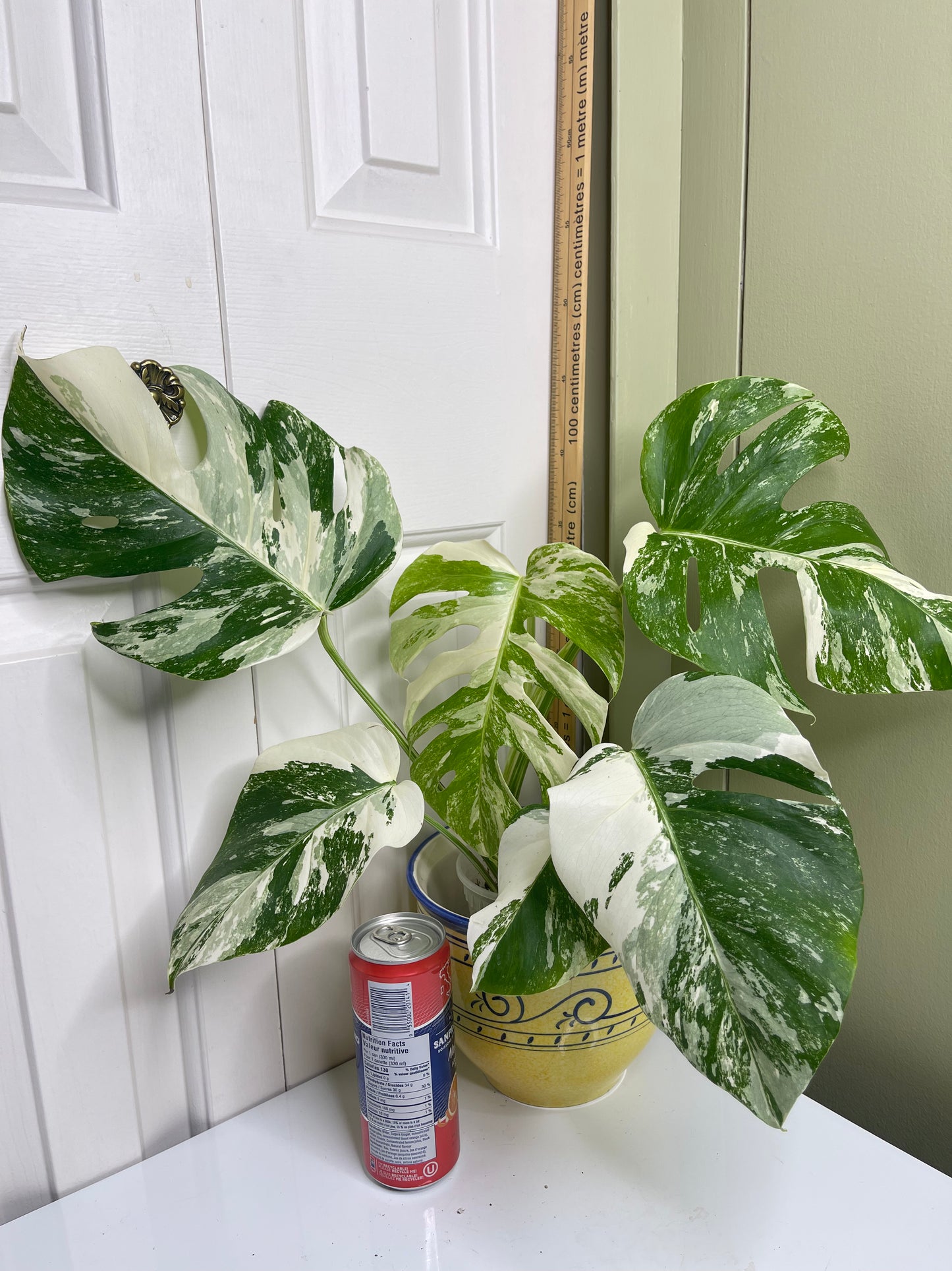 Monstera Albo