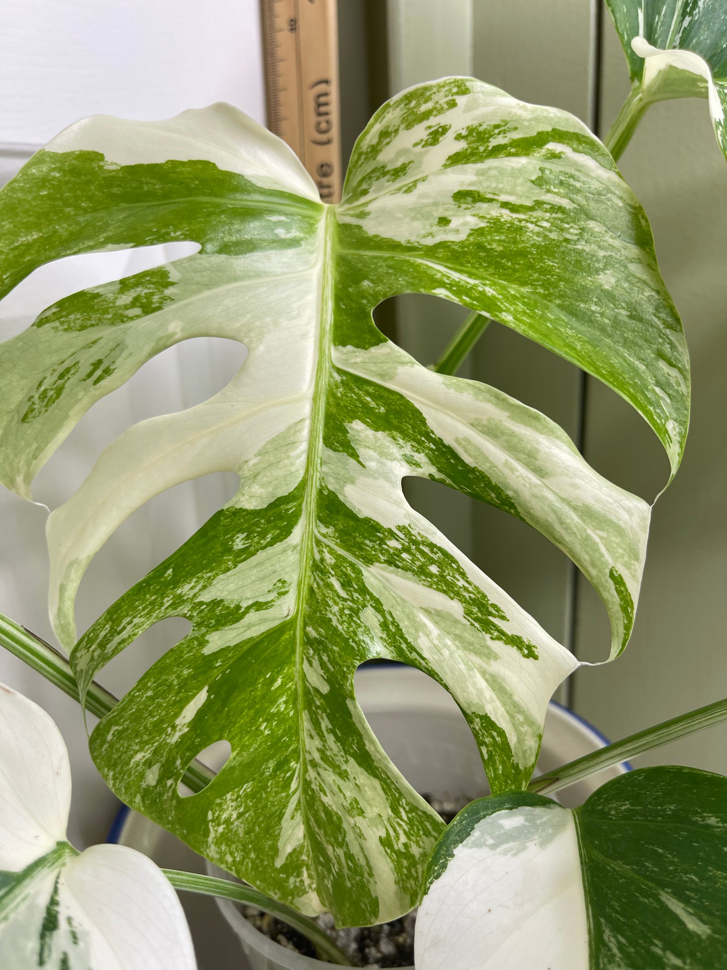 Monstera Albo