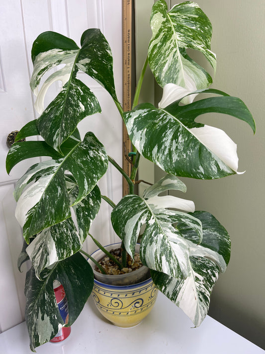 Monstera albo